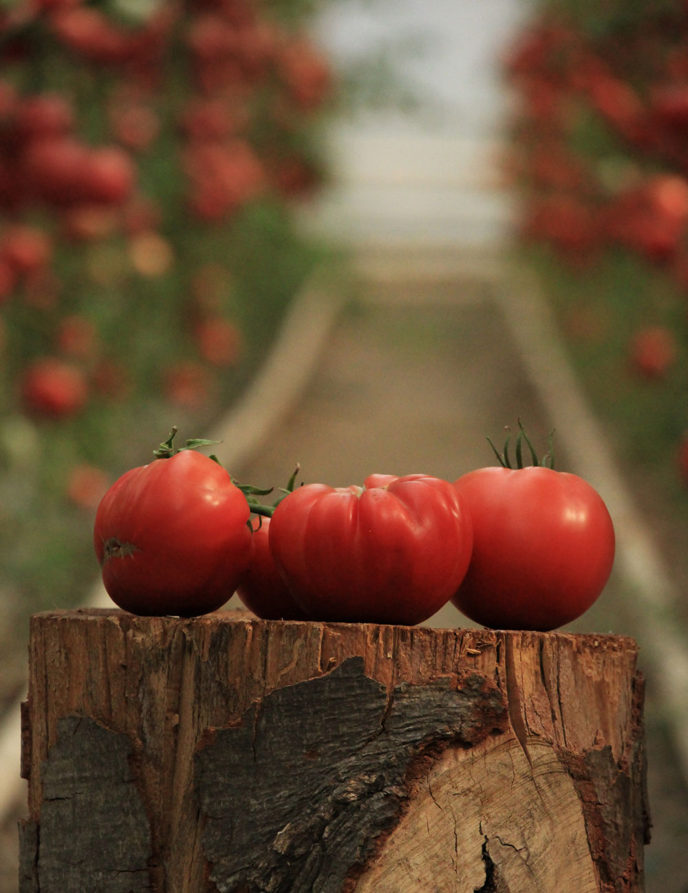 verde-stop-despre-noi-1