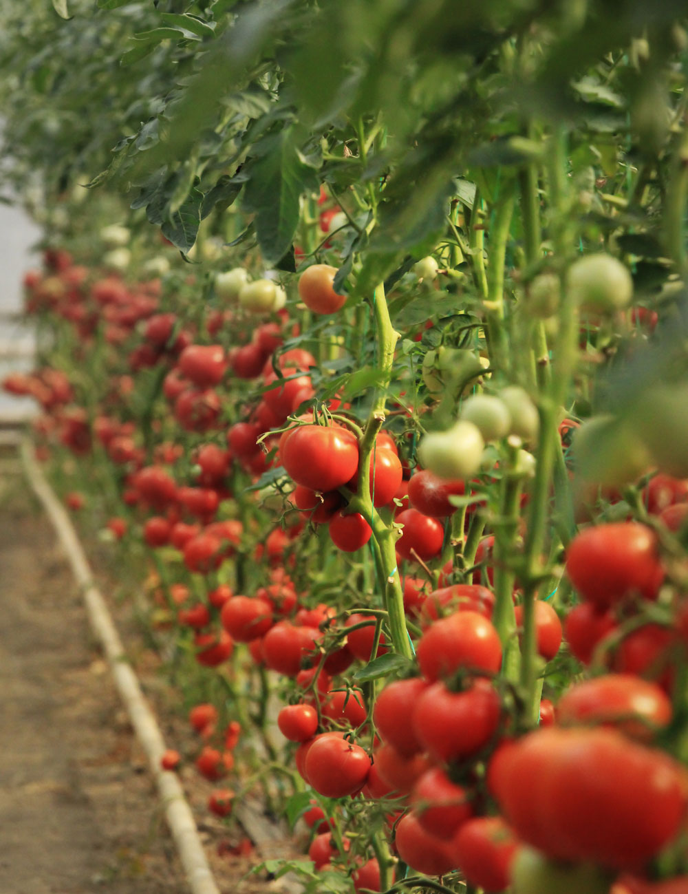 verde-stop-despre-noi-3